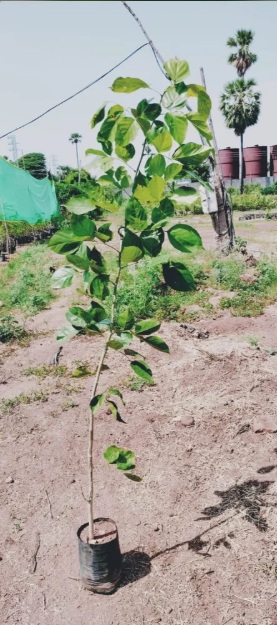 Sheesham Tree Plant